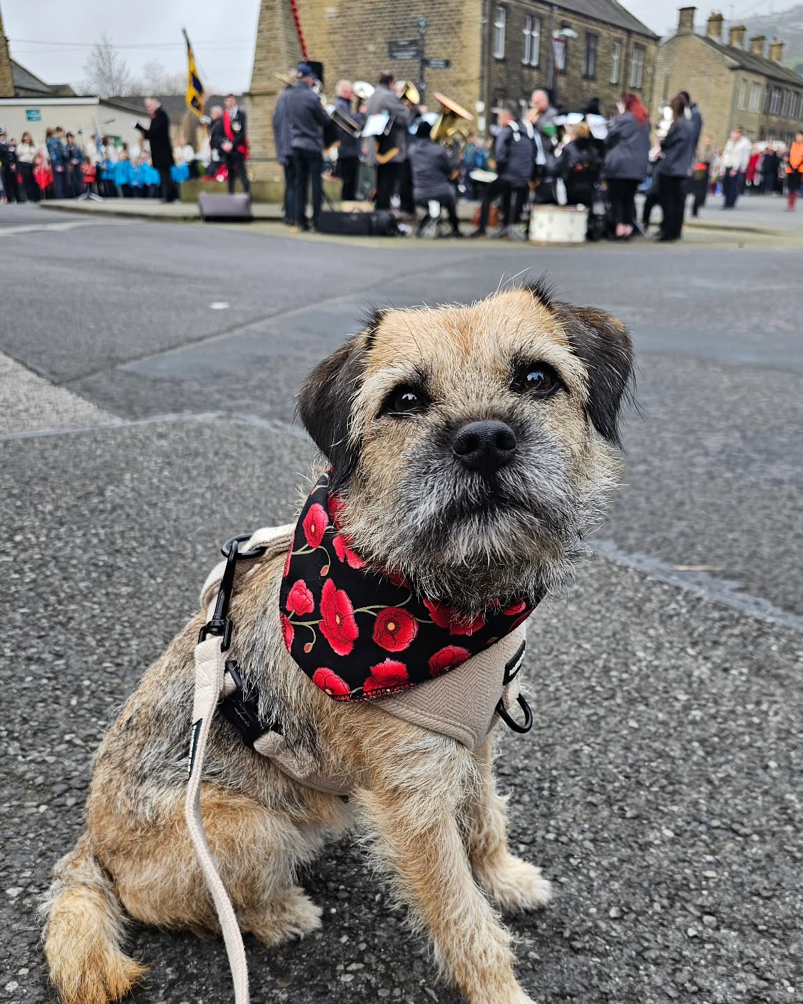 Poppy Bandana