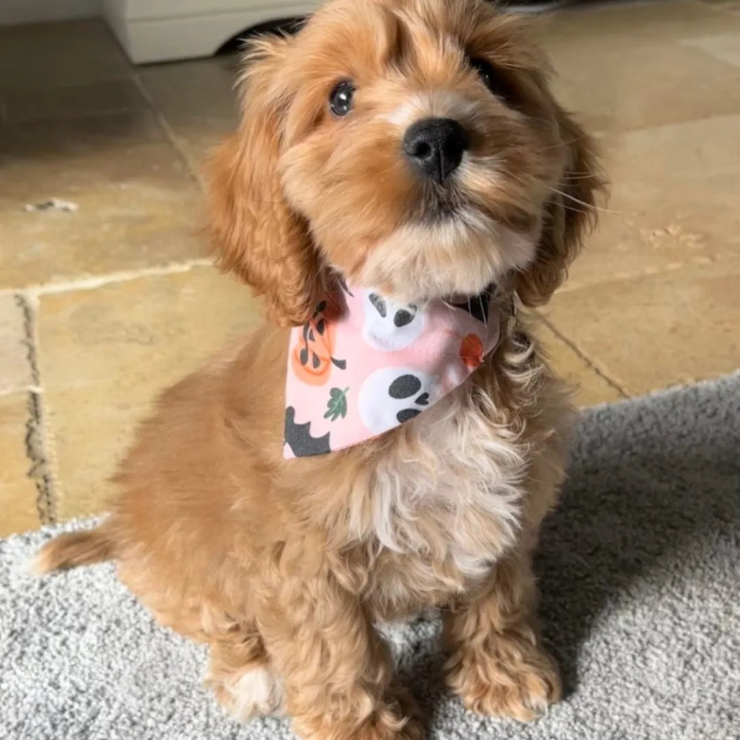Pink Pumpkin Bandana
