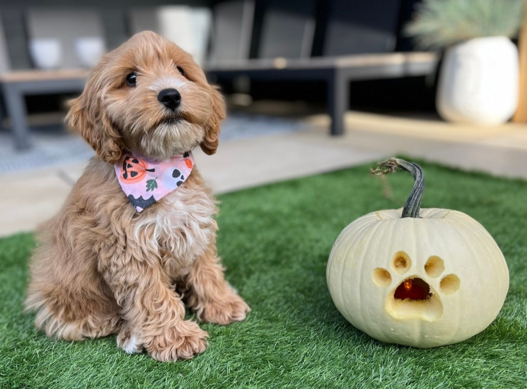 Pink Pumpkin Bandana