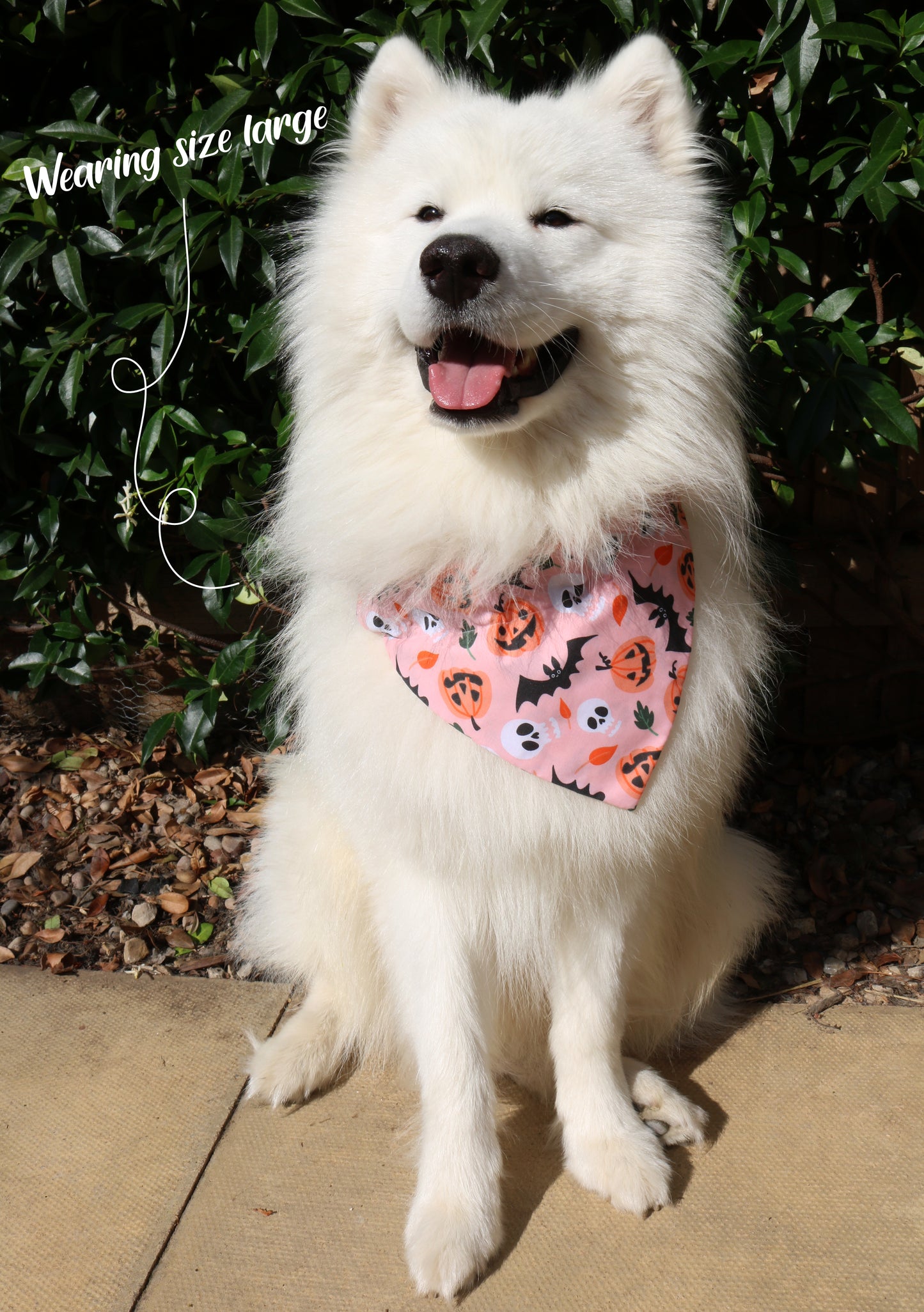 Pink Pumpkin Bandana