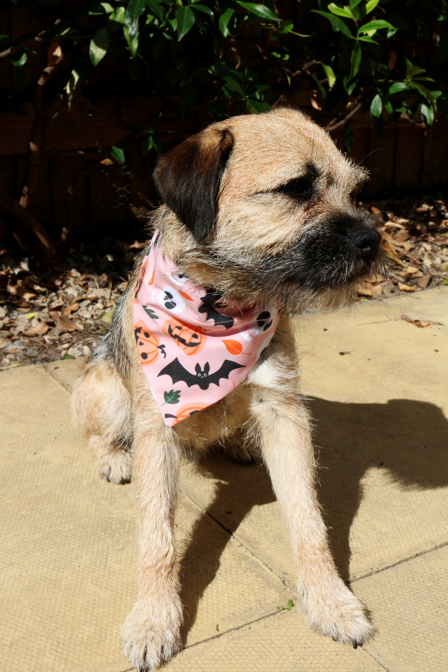Pink Pumpkin Bandana