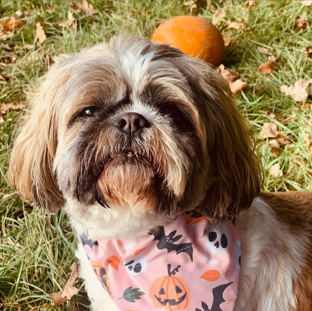 Pink Pumpkin Bandana