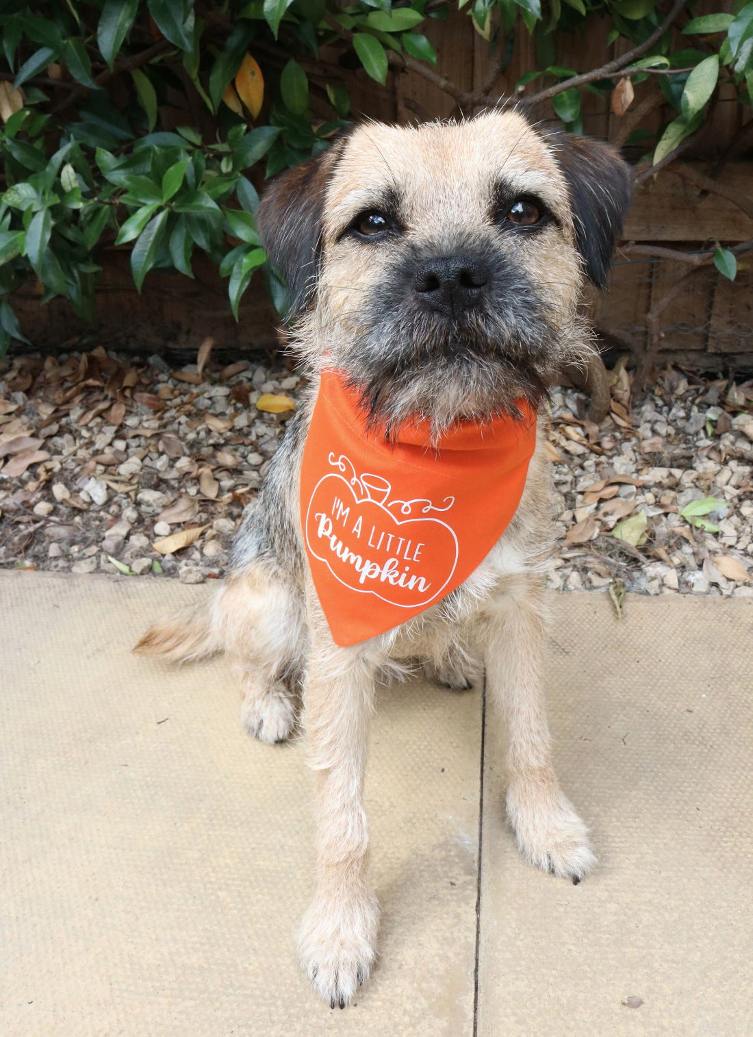 I'm a little Pumpkin Bandana
