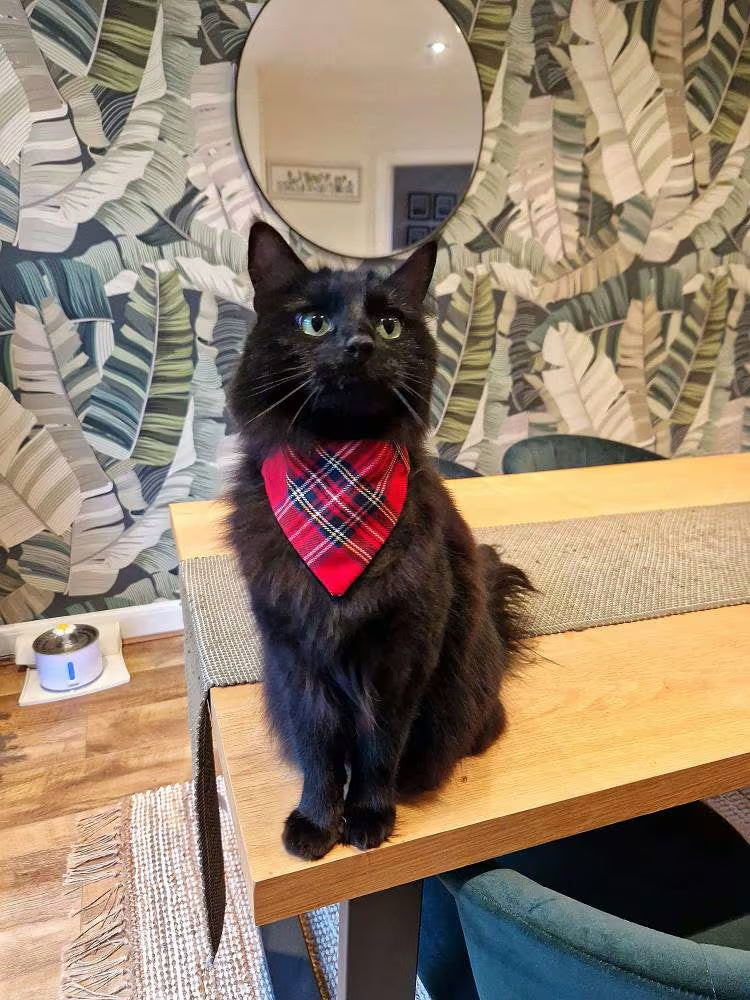 Red Tartan Bandana