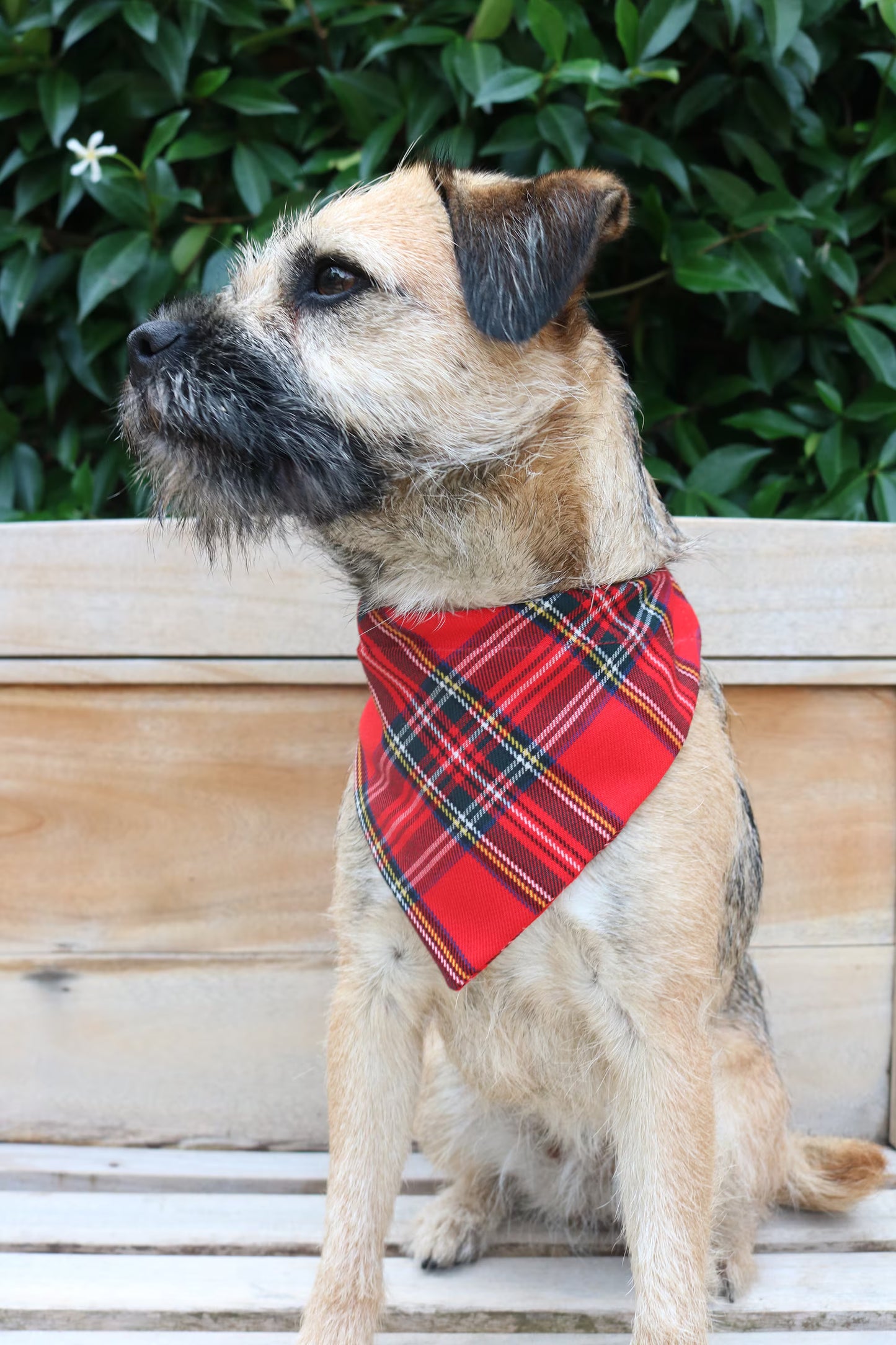 Red Tartan Bandana