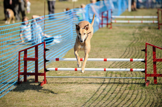 What if dogs competed in the Olympics?