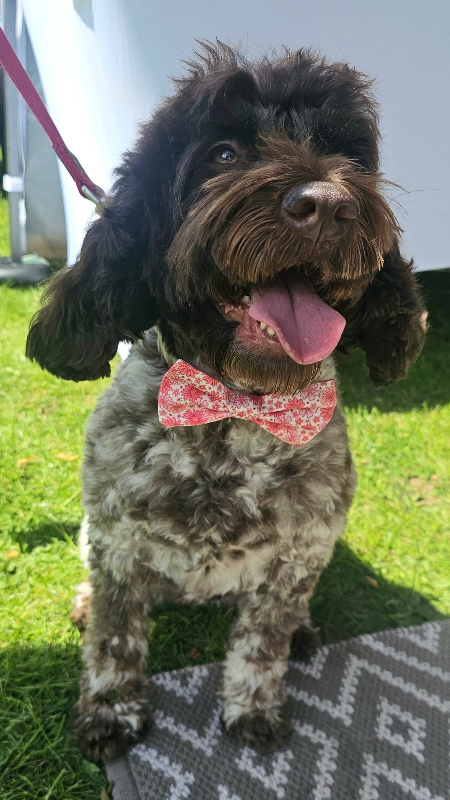 Pink Raspberry - Bow Tie