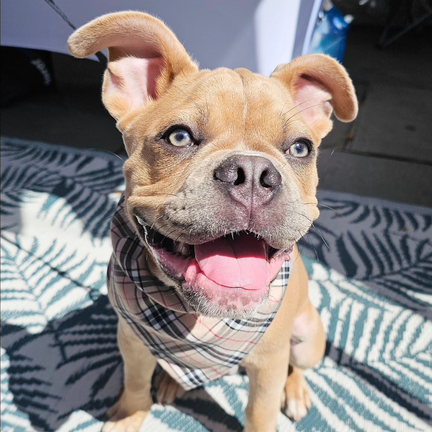 Beige Tartan Bandana