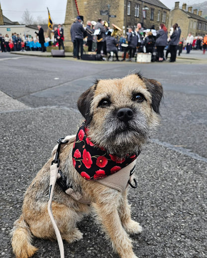 Poppy Bandana