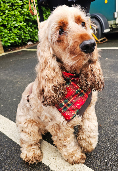 Christmas Star Tartan Bandana