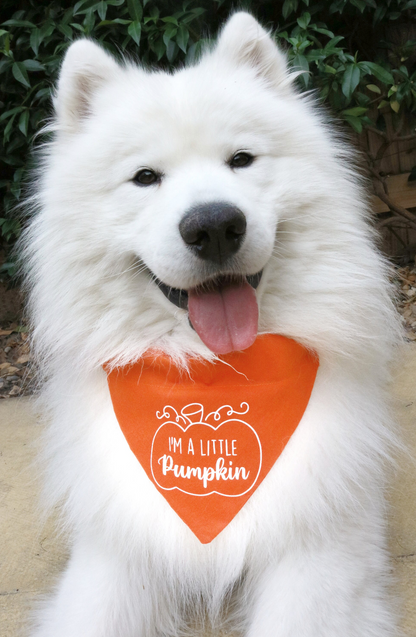 I'm a little Pumpkin Bandana