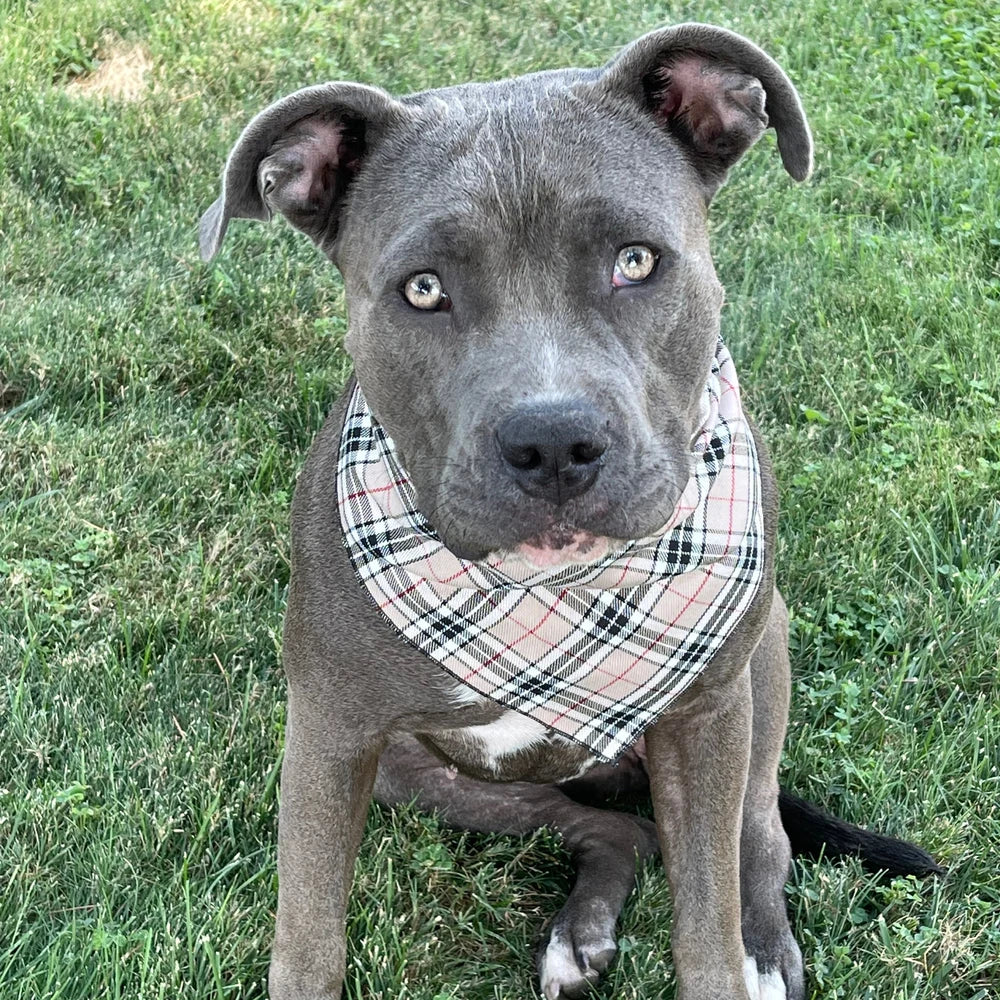 Beige Tartan Bandana