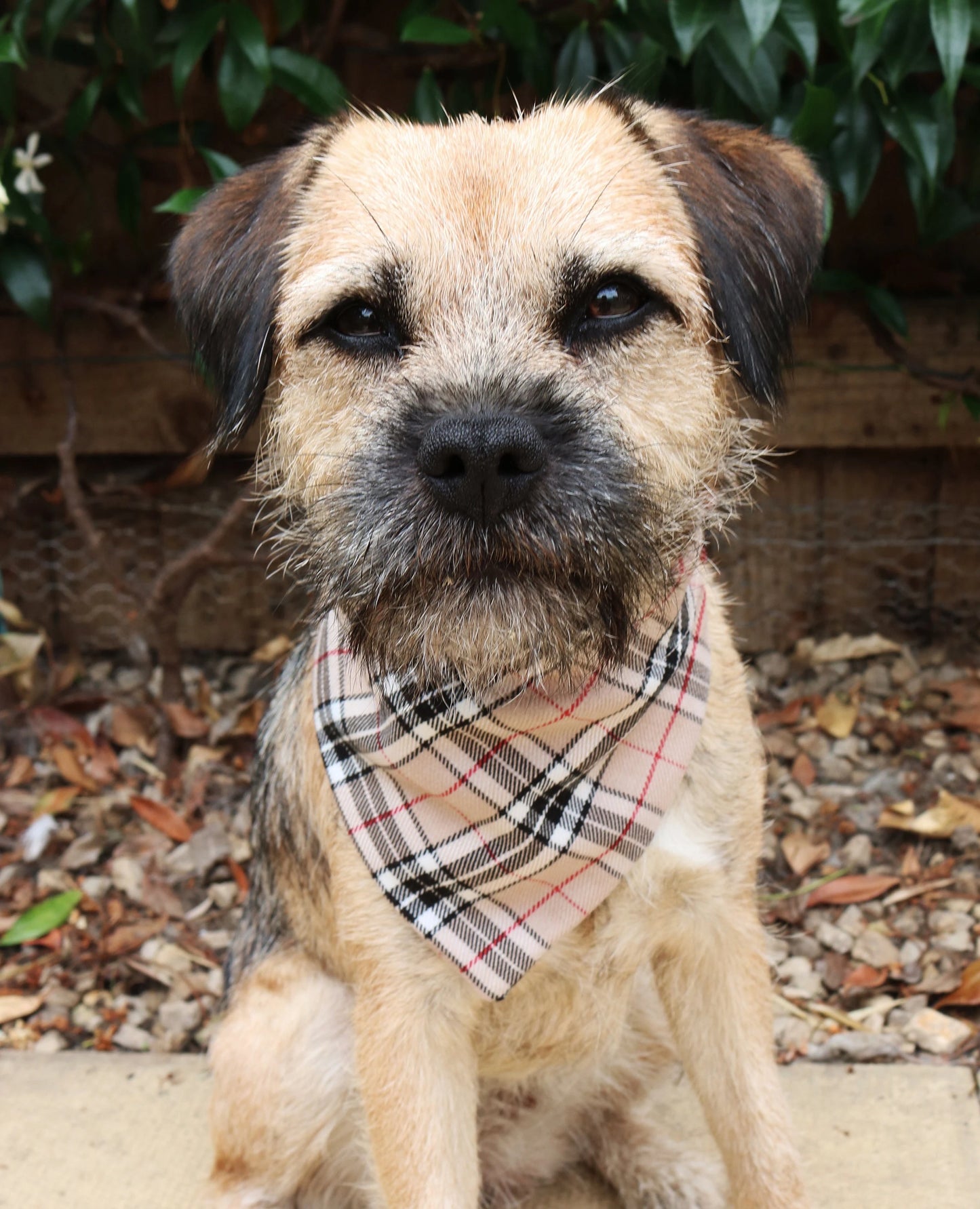 Beige Tartan Bandana