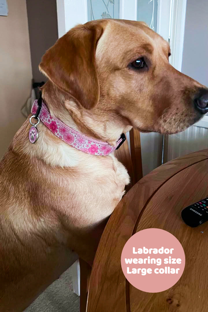 Pink Raspberry - Collar