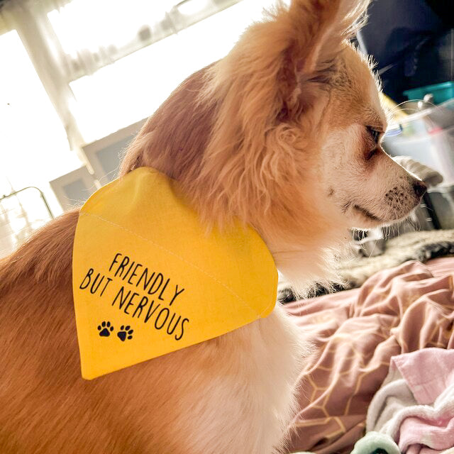 Friendly But Nervous Bandana