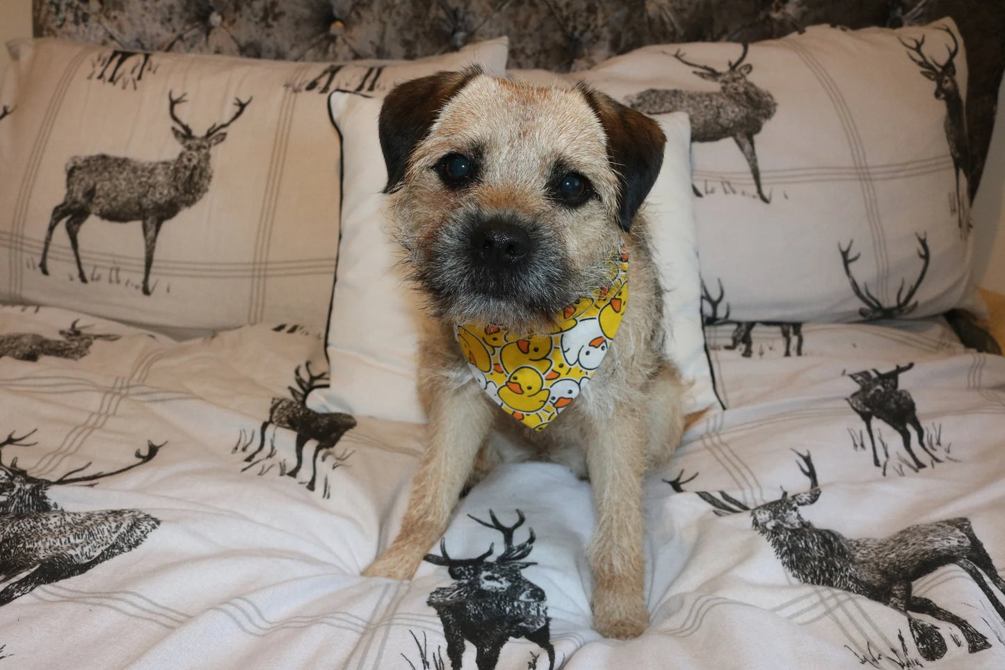 Rubber Duck Bandana