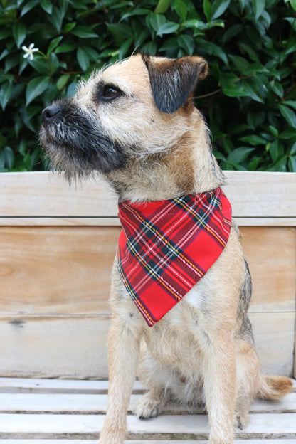 Red Tartan Bandana