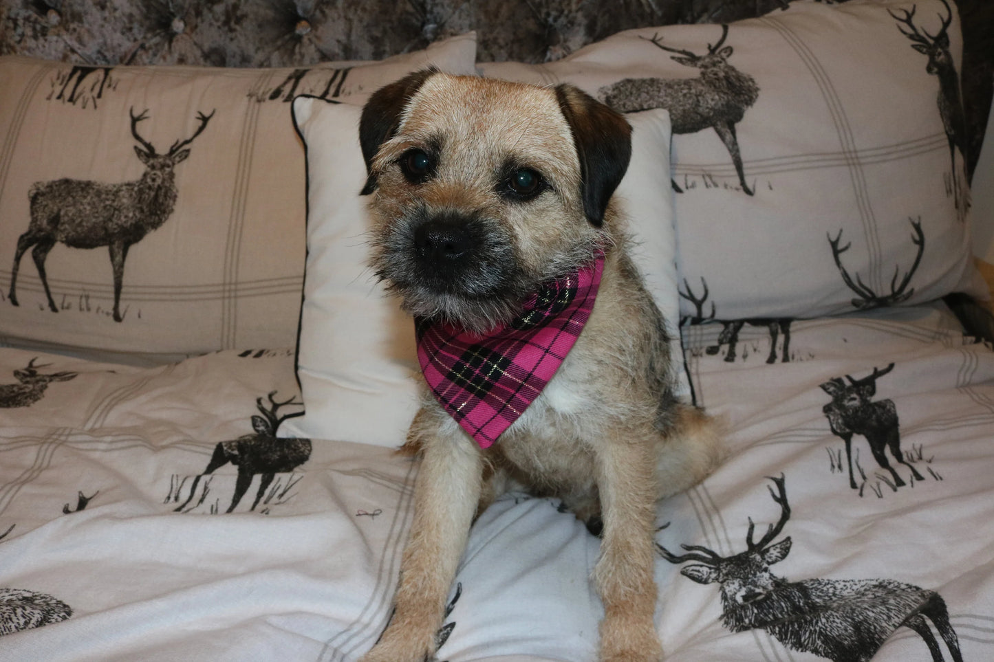 Pink Tartan Bandana